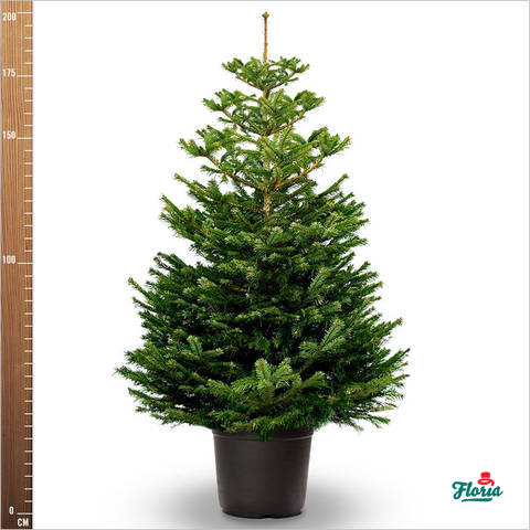 Brazi naturali de Craciun in ghiveci